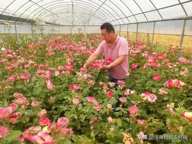 商水县：雒庄玫瑰开出“美丽经济”