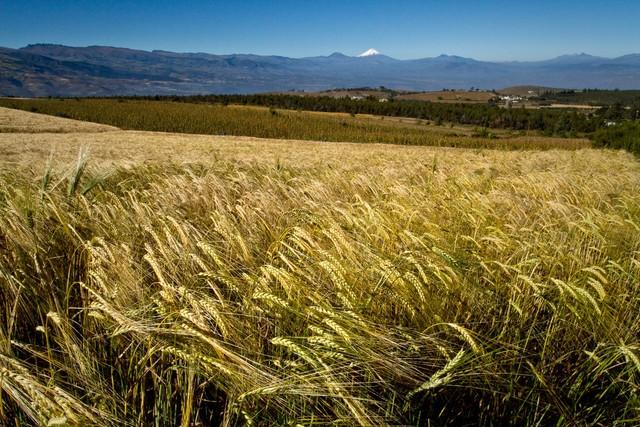 南方小麦种植：打破传统，创新方法！