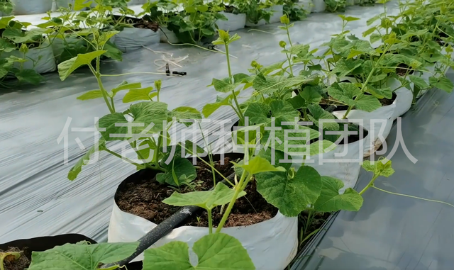 甜瓜高产的种植技巧，采用无土栽培，种植成本低产量高
