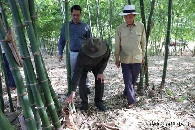柬埔寨农民种植竹子，竟年入10000美元
