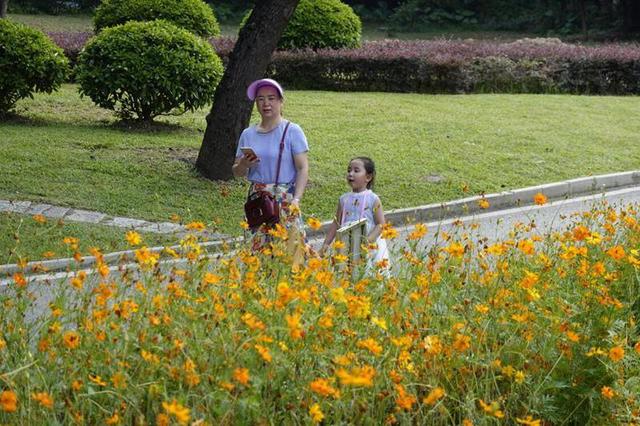 5000平方米硫华菊盛开，就在南宁人民公园，夏日赏菊走起