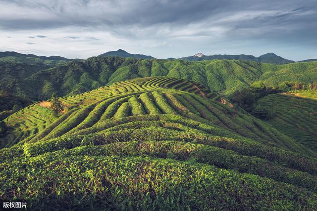 茶树种植，如何才能高产又优质？水肥管理和病害防治都很重要