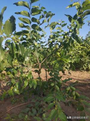 如何种植红枣(掌握枣树种植的最佳时间和方法，让红枣高质丰产不再是梦)