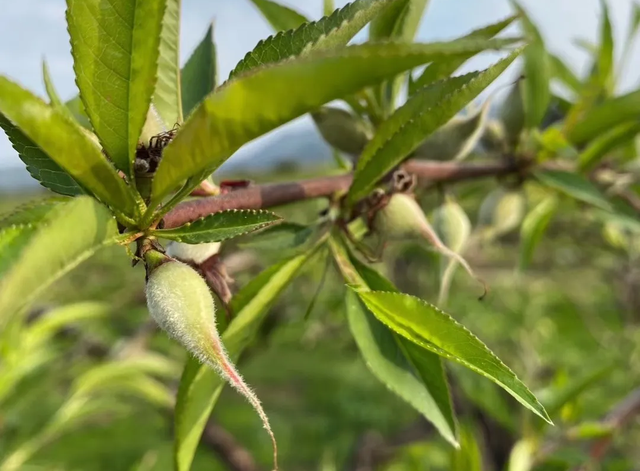 甘甜爽脆的鹰嘴桃，全套栽培技术来了，想了解果农看过来