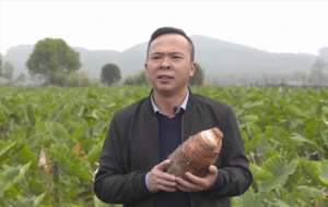 毛芋种植视频(小伙种植芋头创业，年销售额达7000多万元，单价凭啥比别人高四倍)