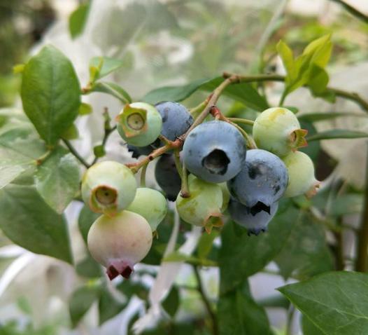 盆栽蓝莓这样养，枝头结满“蓝莓果”，安全无公害，好吃又有趣