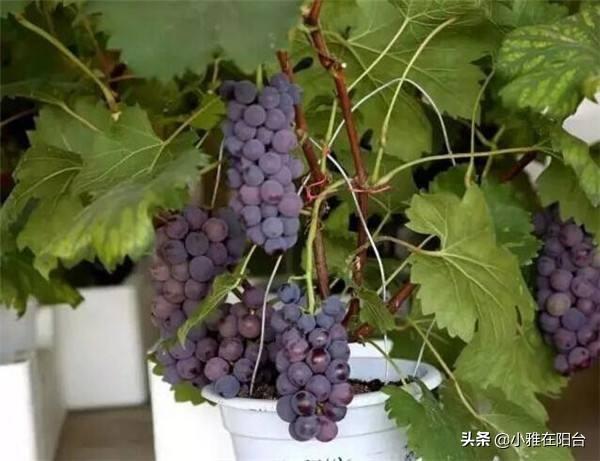 盆栽葡萄这样养，3个小技巧，结的葡萄一串串，阳台种一棵，真好