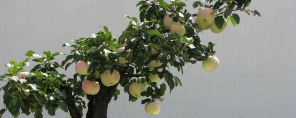 苹果盆景栽培技术