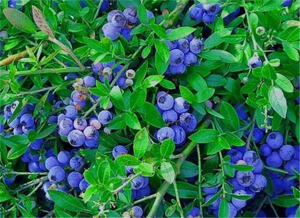 北方的家里也能种蓝莓？记住这几点，果实一串串，香甜可口