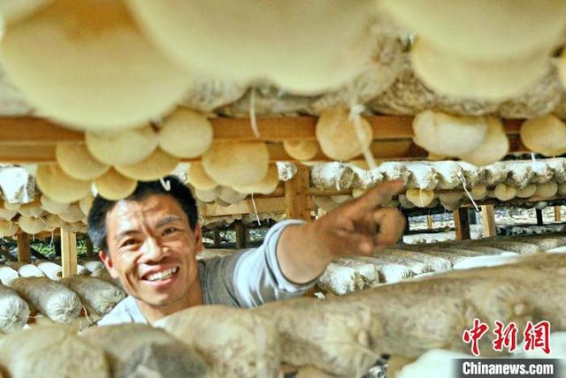 （乡村行·看振兴）“中国食用菌之都”福建古田：小菌菇，成百姓增收致富的“幸福之花”