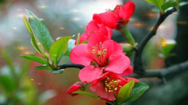 “皱皮木瓜”真耐寒，冬天养在院子里，开花满枝头花香淡雅