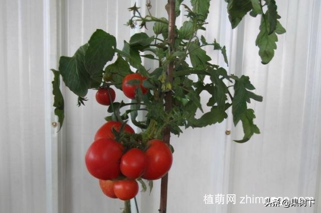 西红柿的种植方法，西红柿种子播种方法