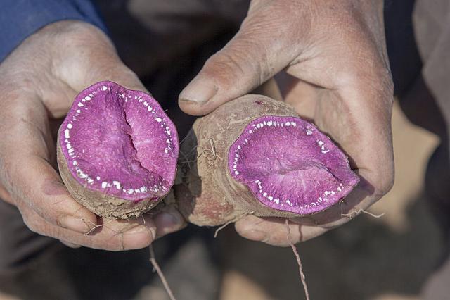 “薯界”明星——紫薯，按这3点种植，紫薯品质佳、产量优
