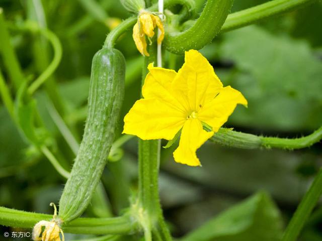 黄瓜尤其不好种，详细介绍温室黄瓜种植技术，从种到收，简单易懂