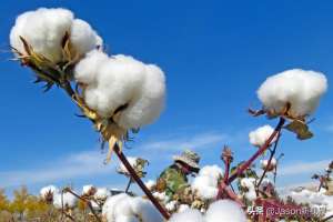 棉花种植在哪(中国棉花产区分布在哪里？新疆产区独占鳌头，还有哪些产区)