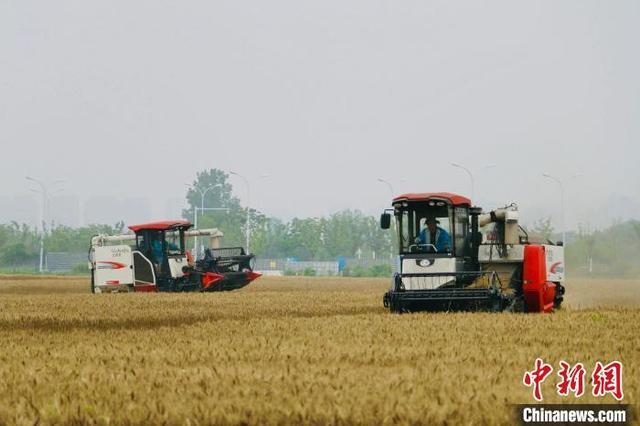 安徽省小麦已由南向北陆续开始收割