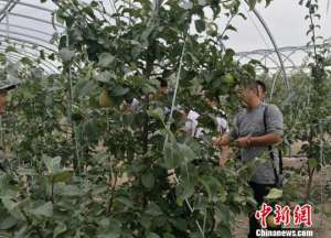 北疆适合种植什么水果(山西玉露香梨在新疆北部高寒地区成功种植)
