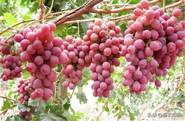 新农知识——红提葡萄高产栽培技术，这样种植收益翻番，建议收藏