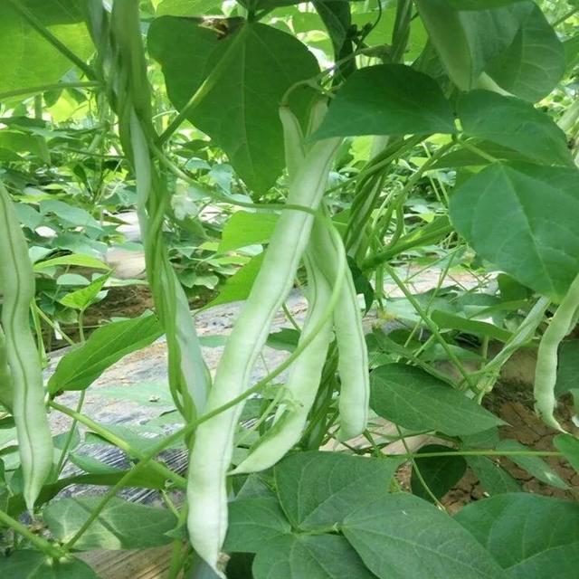 白不老芸豆几月份种？只要栽培方式适宜，四季皆可食