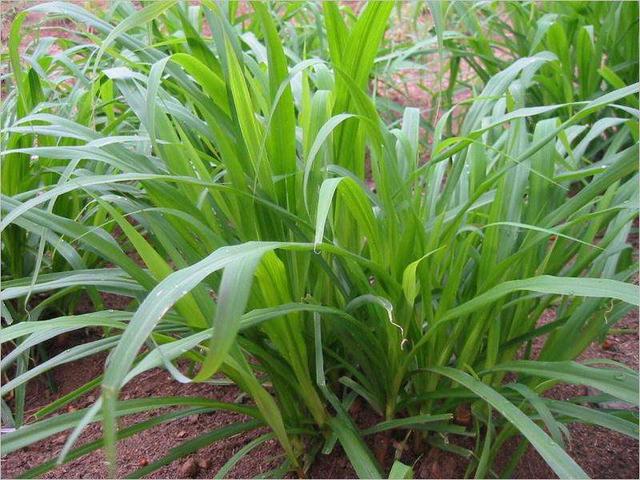 “草中皇帝”皇竹草是种优良牧草，还有环保价值，多地均可栽种