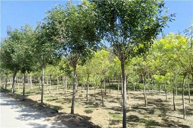 白蜡树栽培，天津市宁河区有优势，以下栽培技术赶紧学起来
