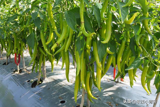 辣椒高产种植有妙招，这五种种植管理技巧要知道