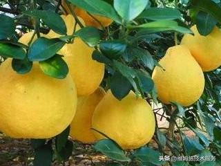柚子的种植技巧，如何实现柚子的高产种植