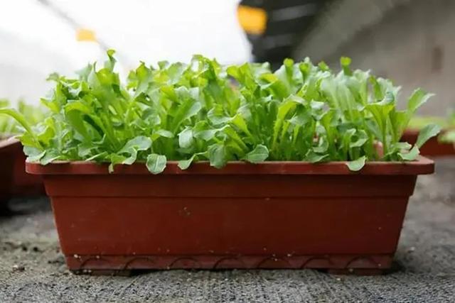阳台盆栽芝麻菜，只要播种成功，其生长速度就非常快！