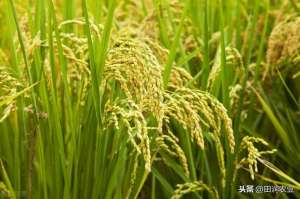 寒地水稻种植(寒地水稻高产高效栽培技术，提高水稻生产效率、年产量和稻米品质)