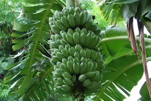 在缅北克钦邦种植香蕉的5家公司，因侵占土地将被起诉