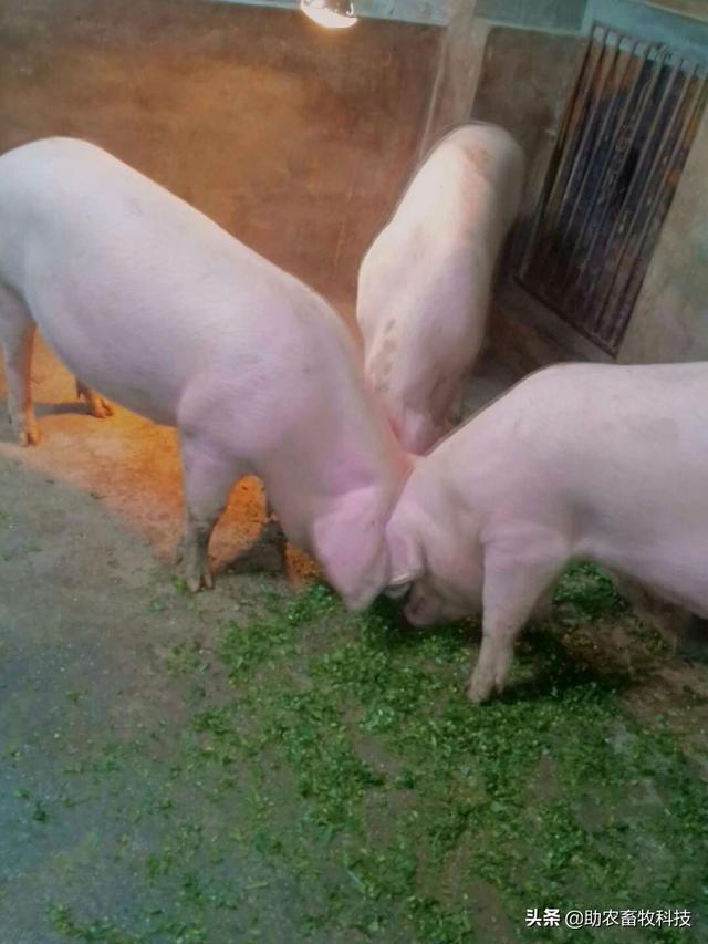 发酵牧草的制作方法与在养猪上各阶段参考配方