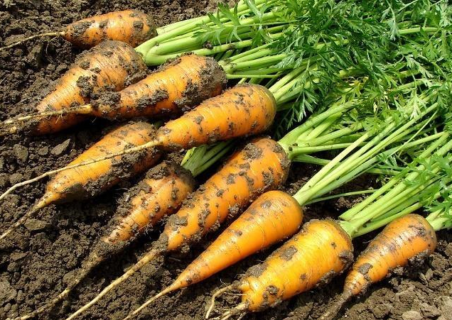 小潘说农业：胡萝卜良种繁育、生长习性的过程