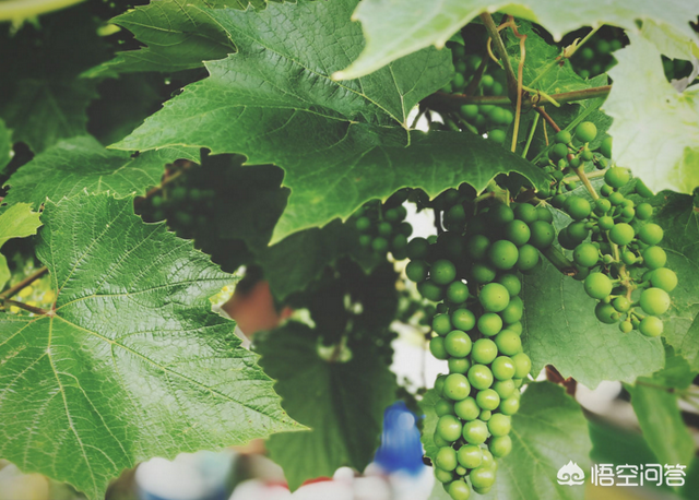 学习几点家庭葡萄树栽种技巧，夏天能乘凉，秋天还有葡萄吃