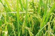水稻土适合种植的作物(农村哪些土壤适合种旱稻？种植旱稻应掌握哪些技巧？)