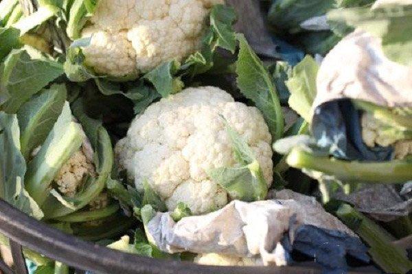 花椰菜怎么施肥才能最大化提高产量？花椰菜的优质高产技术介绍