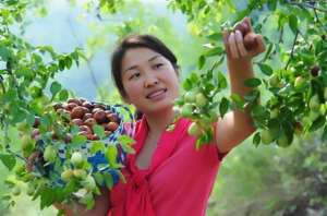 枣树种植季节(枣树栽培技术 枣树种植的气候条件)