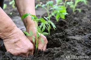 西红柿种植技巧(从播种到采收，手把手教你种植高产优质的西红柿)