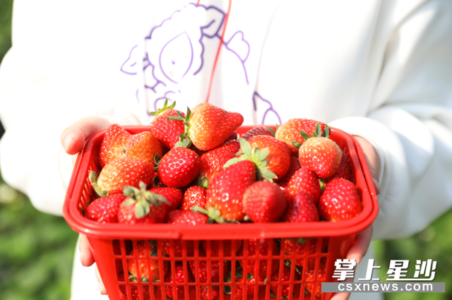 长沙县第一批草莓陆续上市 冬日暖阳“莓”好时光