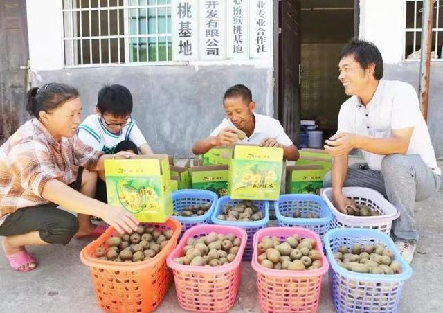 江西袁州：猕猴桃助力农民增收乡村振兴