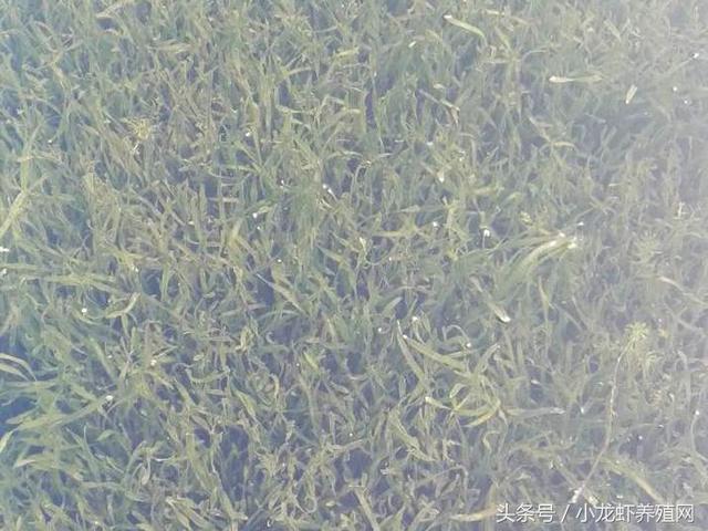 小龙虾养殖池中常用水草栽培技术要点，学会种草养虾基本成功一半