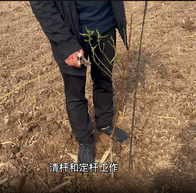 巴旦木树在宁夏怎样栽种？巴旦木种植前景如何？