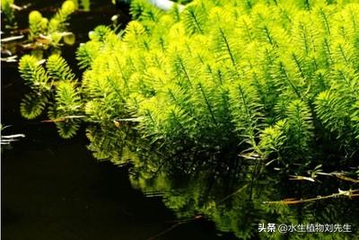 水生植物志｜金鱼藻
