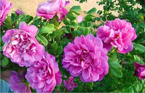 玫瑰花养护，做好这4点，养出健壮发达的根系，枝繁叶茂花更香