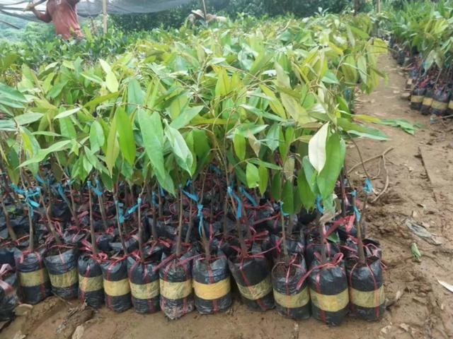南方可以种植的榴莲品种，种植4年结果品质优良。
