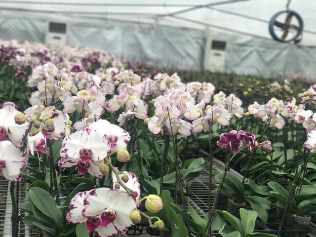 沪上最大蝴蝶兰种植基地春节前迎来销售旺季，年产量达80万株