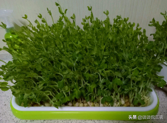 适合懒人种植的豌豆苗，1个花盆，5个步骤，豌豆苗就能爆盆