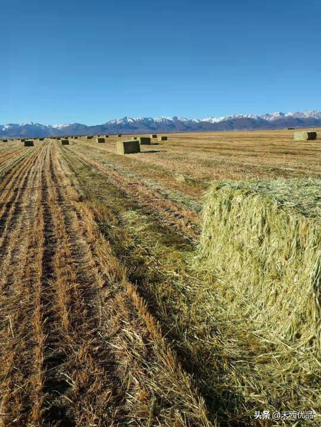 燕麦草一亩地的产量是多少 种植燕麦草利润高不高