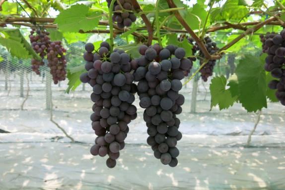 四川省主栽葡萄品种及常见问题解析