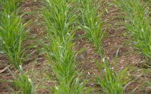 小麦苗种植方法(种小麦，冬前做好2件事，长势健壮，明年产量高)