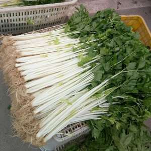 白芹菜的种植方法(杆子雪白的芹菜好品种你种过吗？高抗病，耐抽薹，口感很好哦)